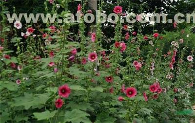 大花蜀葵 優(yōu)雅綻放的花木瑰寶