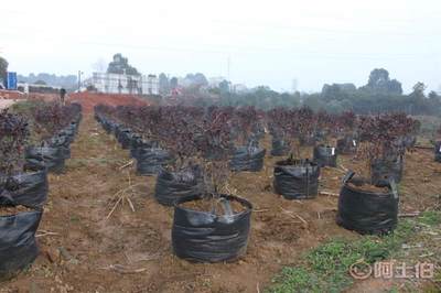 皓康耐老化高強藍(lán)莓花卉果蔬種植袋 創(chuàng)新工藝，助力綠色種植